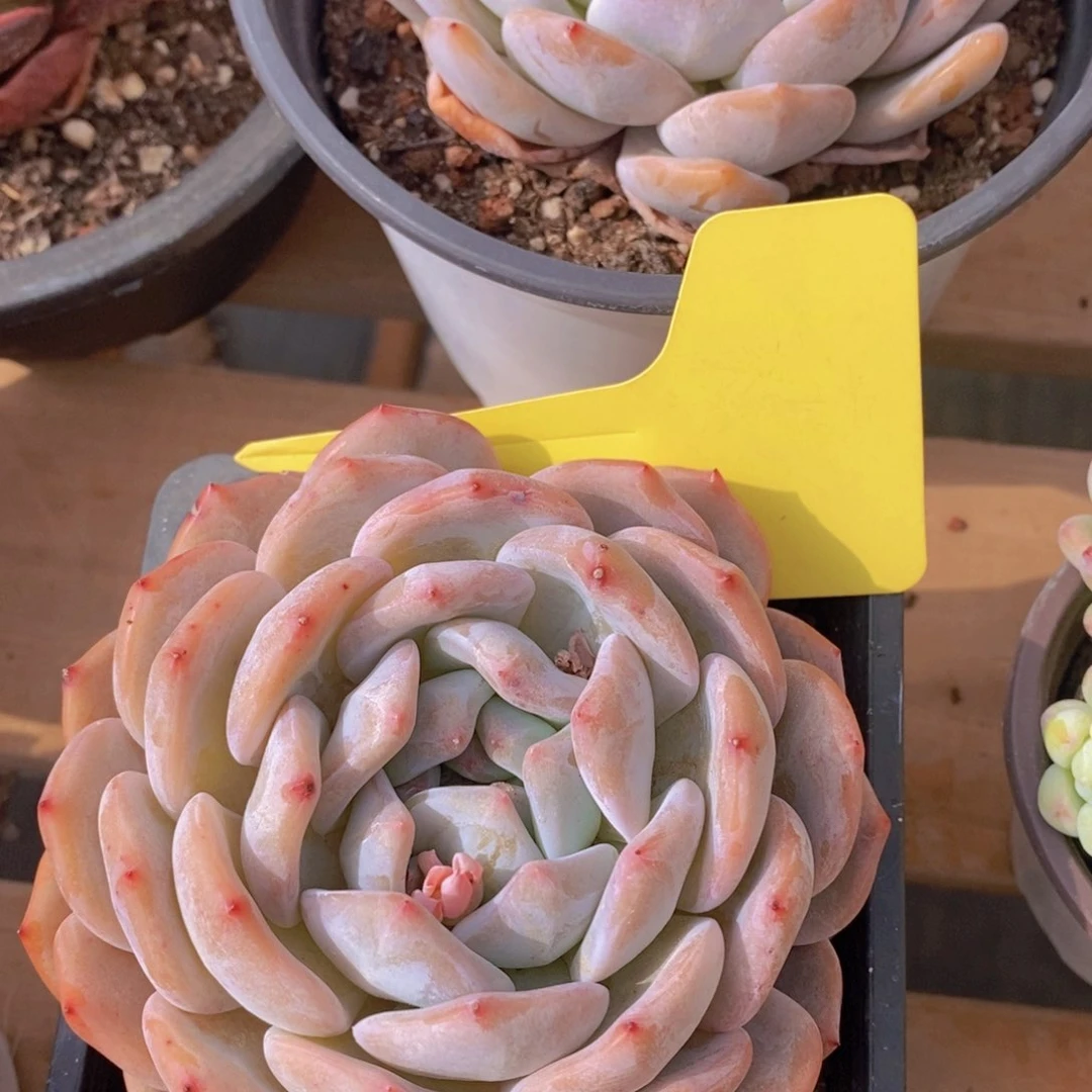 开心多肉，一物一拍，3单包邮