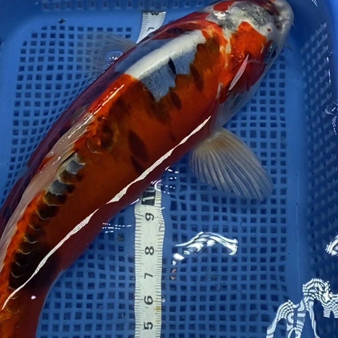 锦鲤冷水锦鲤包邮