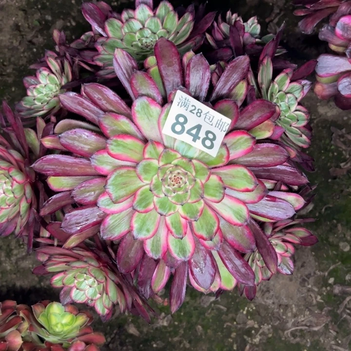 848紫霞特价杆歪多肉
