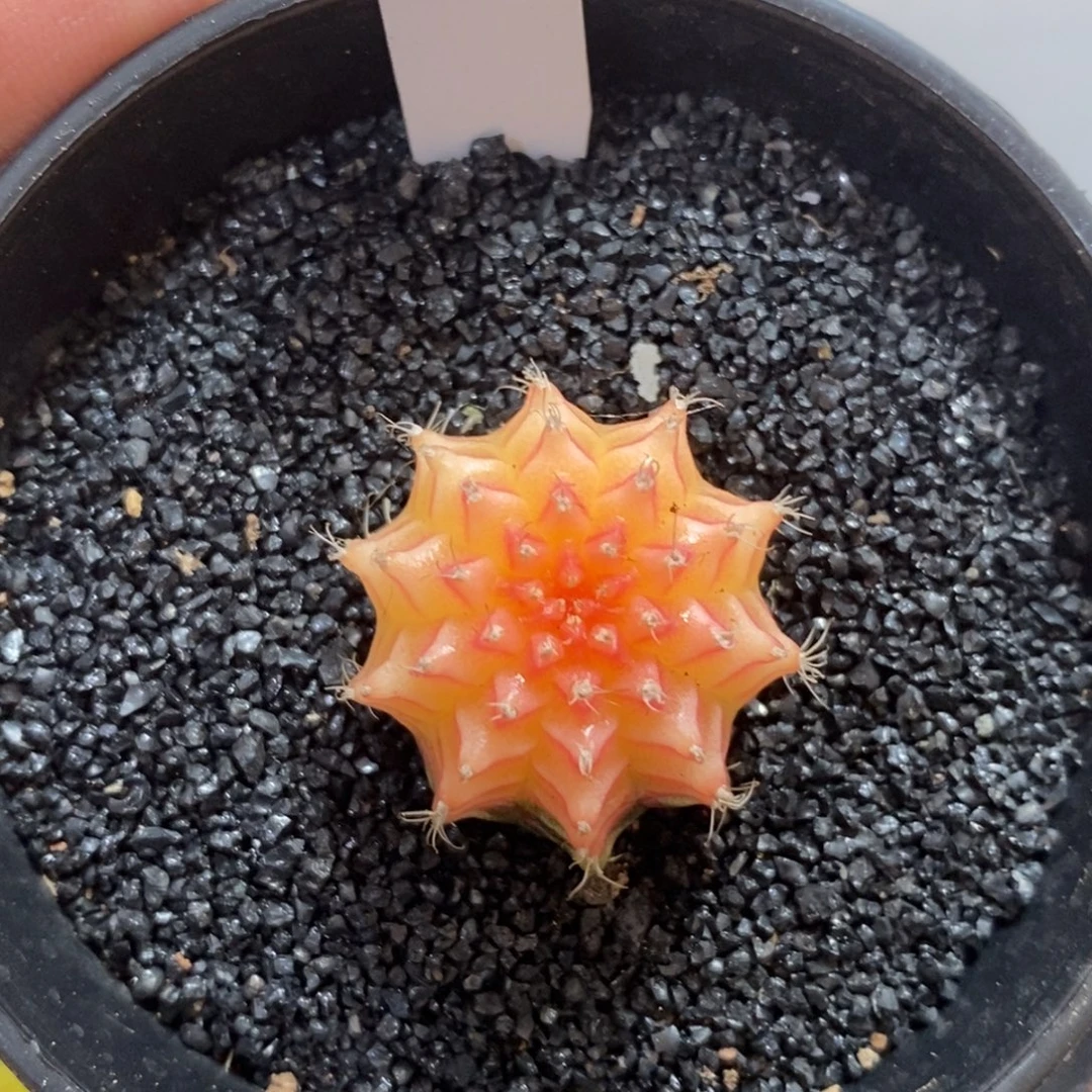 精品米哈—脱土发货19
