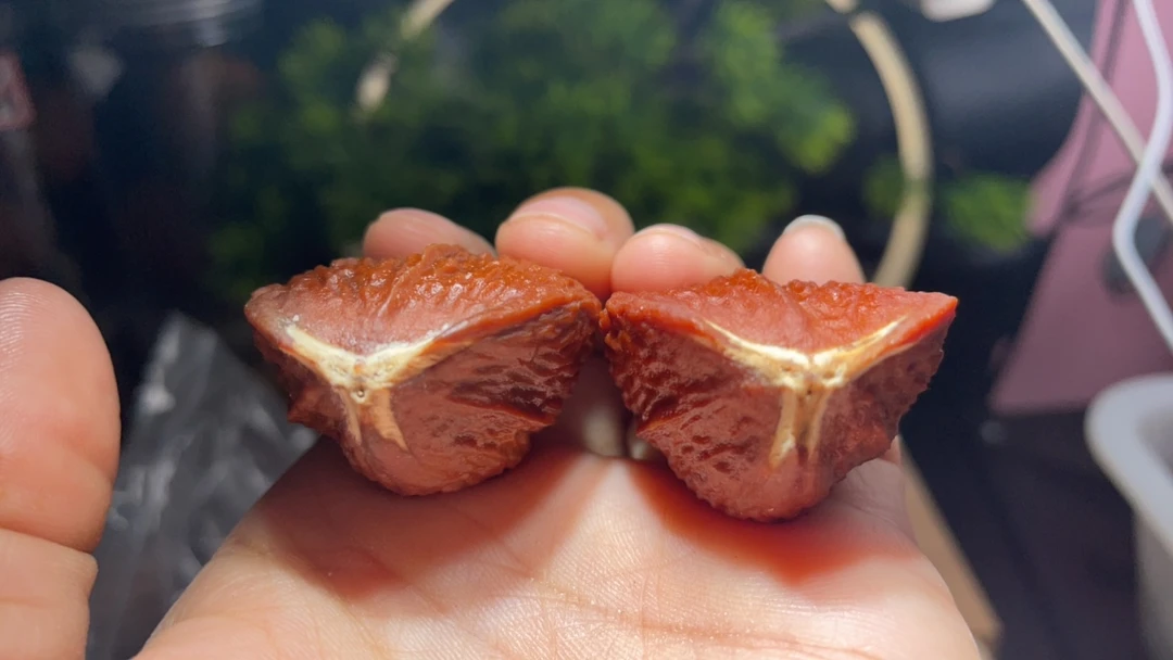 七彩异形橄榄核橄榄核