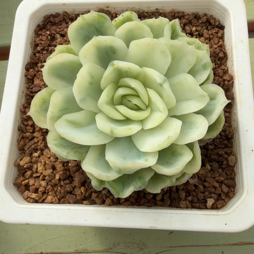 默***忧冰梅锦锦上园艺一物一拍