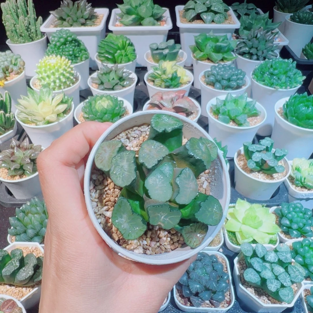 红纹万象多肉8888