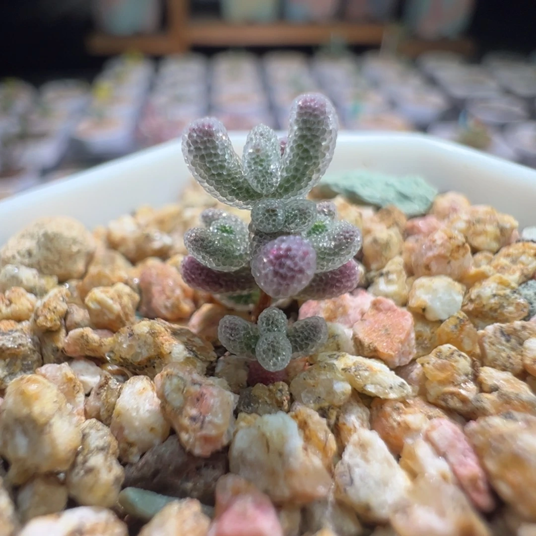 巨厚巨闪，尺寸很小，380实生粉冰晶，拍下不退不换