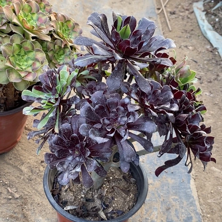 水墨丹青75多肉植物法师法师法师