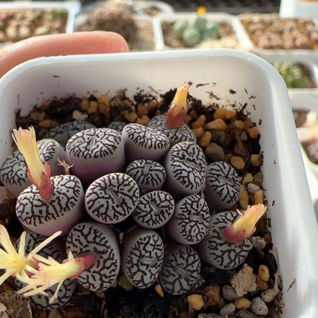 7146 大白多肉植物园