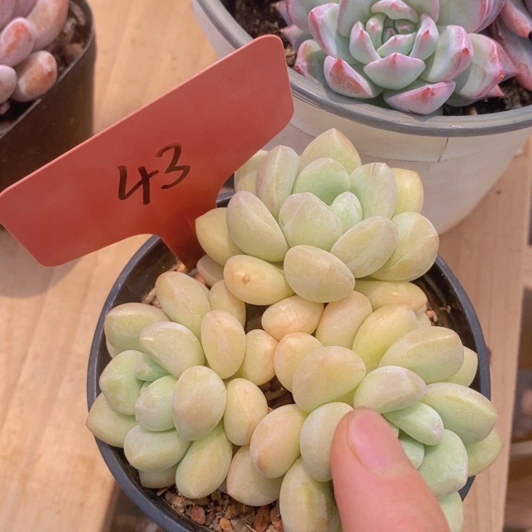 多肉植物，周末专场，嗨起来