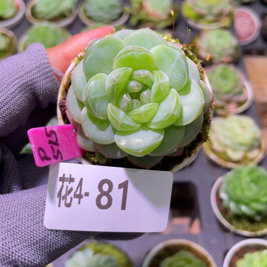 花利美 4-81珍妮