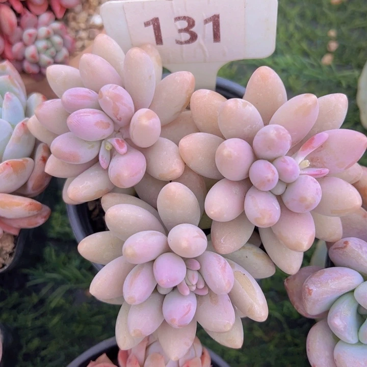 健健康康平平安安