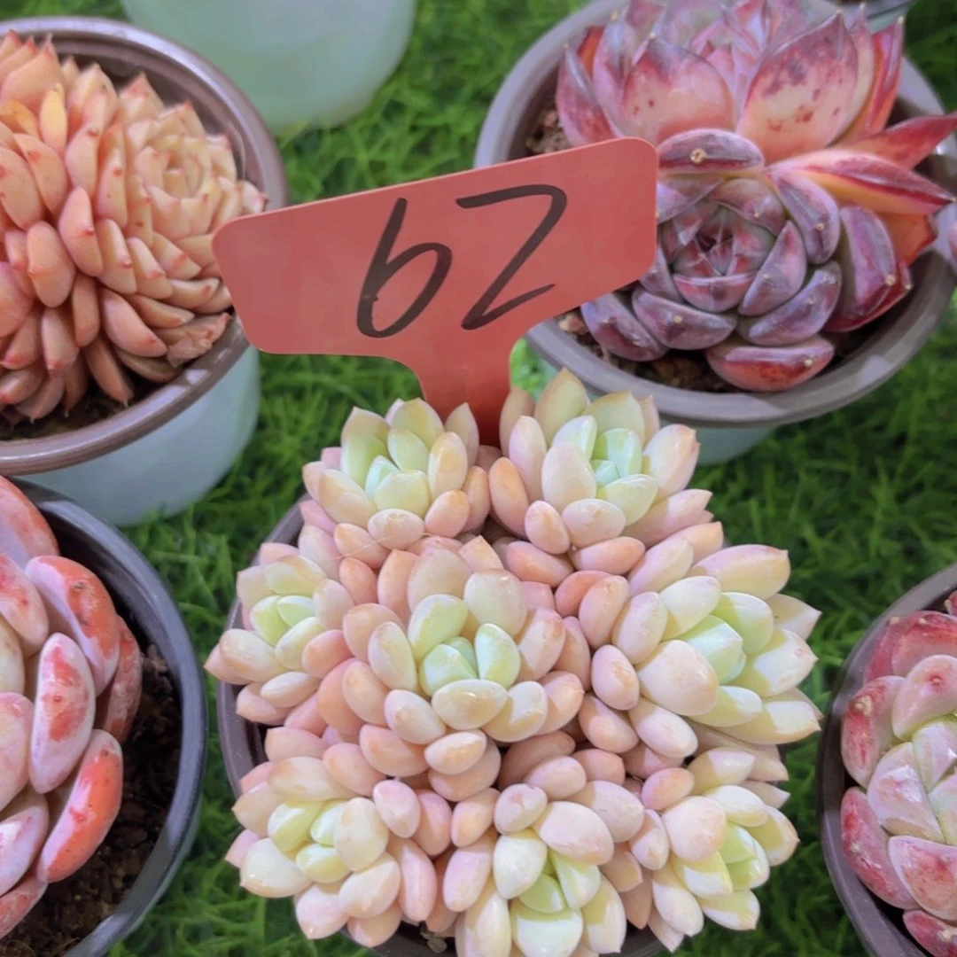 晨***肉我的小可爱们都好可爱