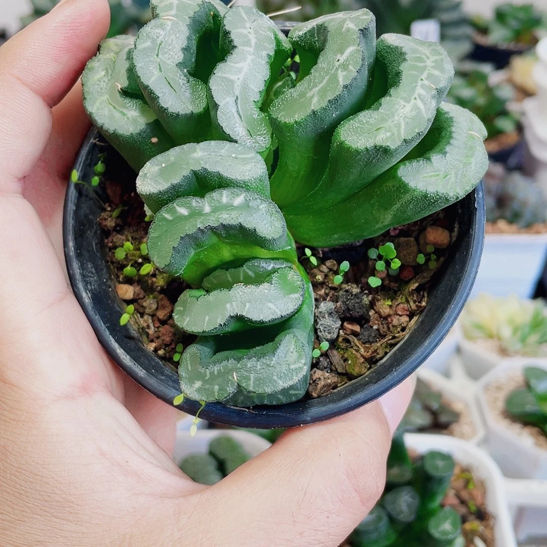 直播间实生玉露多肉