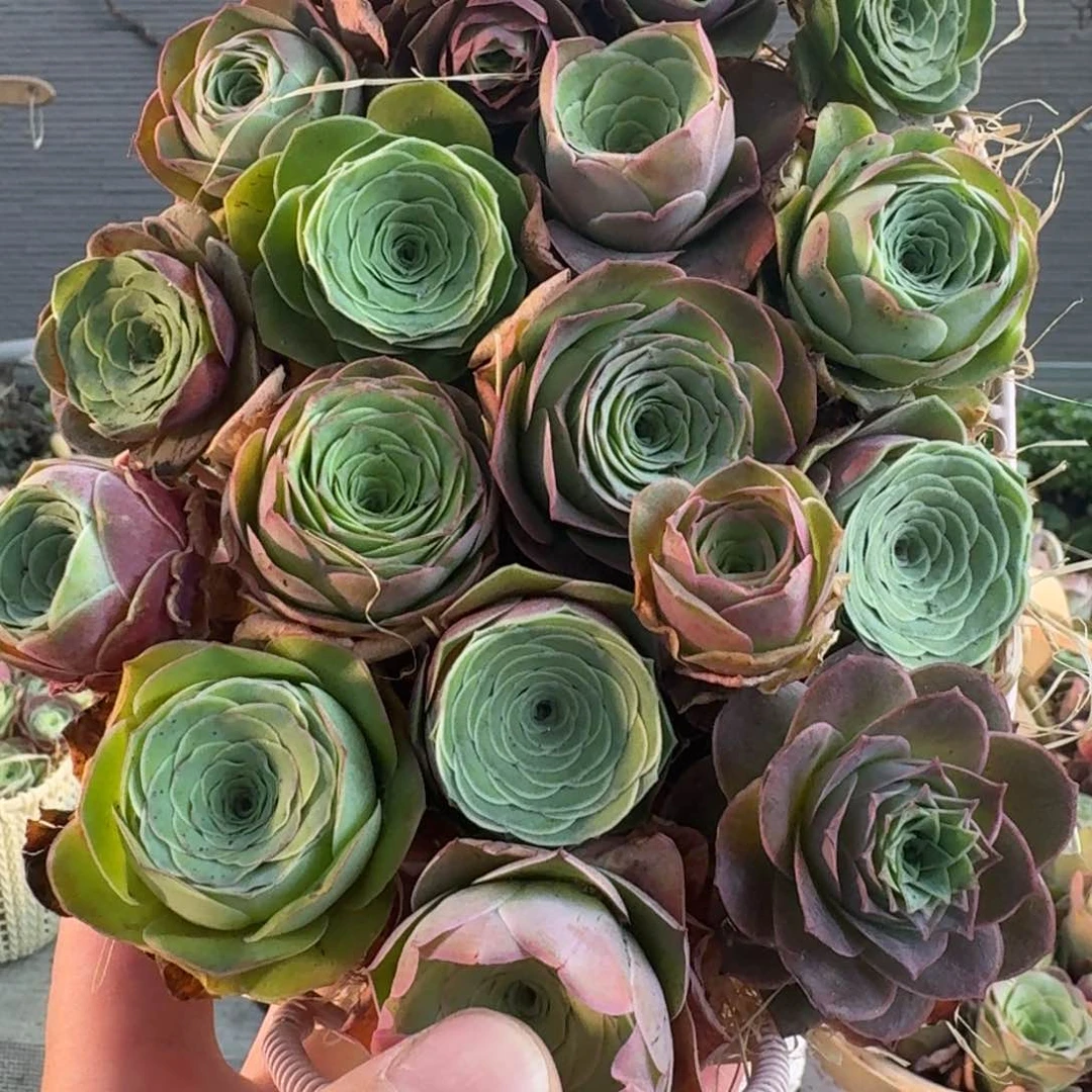 A552 铁艺花篮玫瑰组合