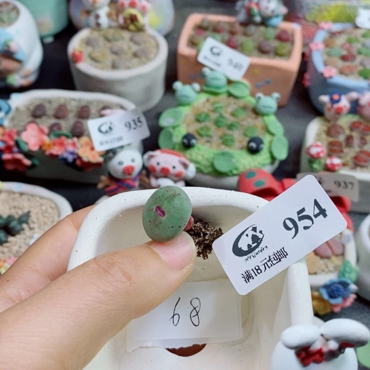 默***出生石花花花花花花花954