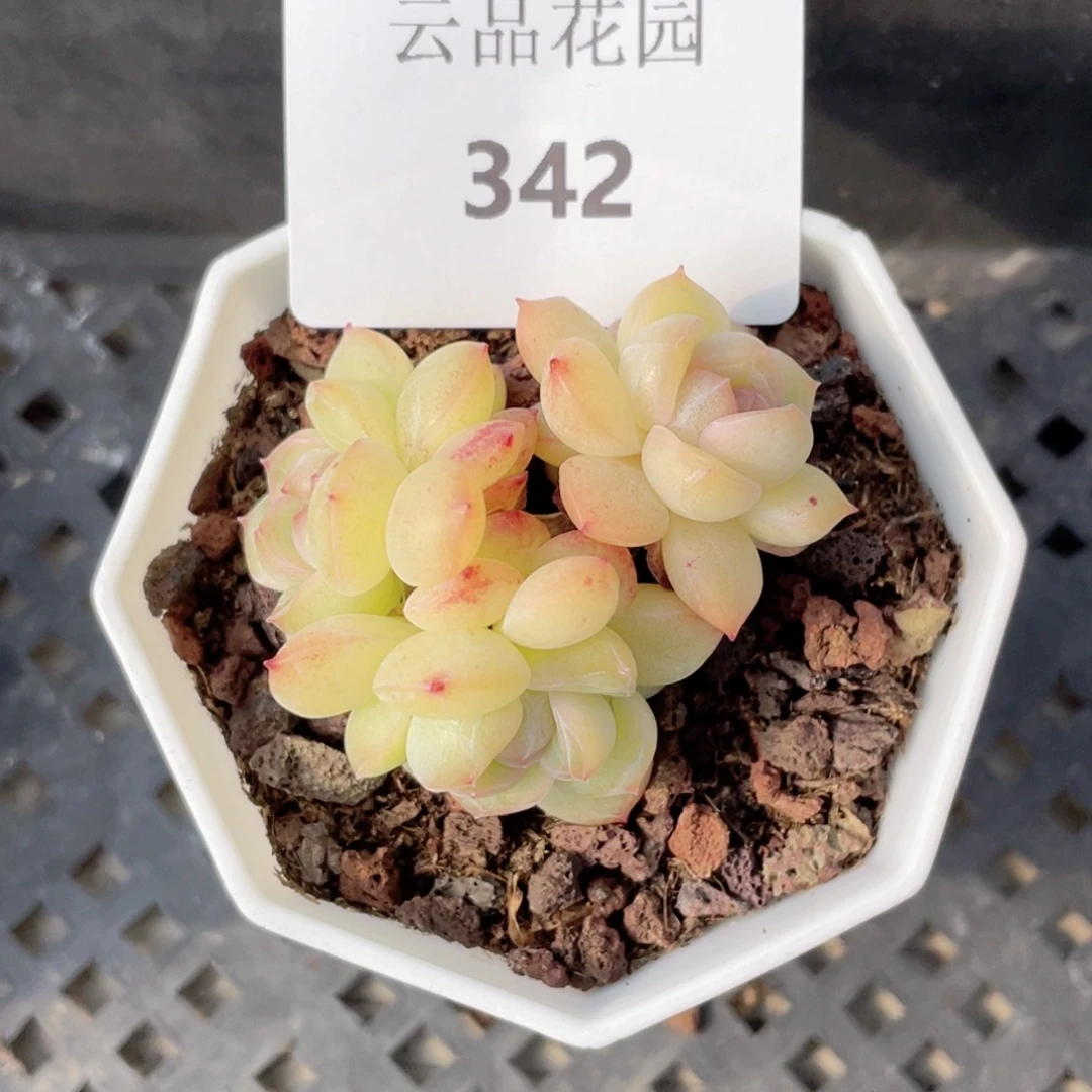 小***?342号糖心冰心珍妮