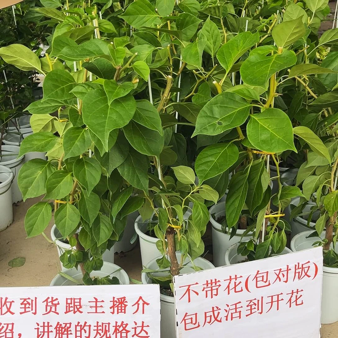 完全开放三角梅暗斑金饶