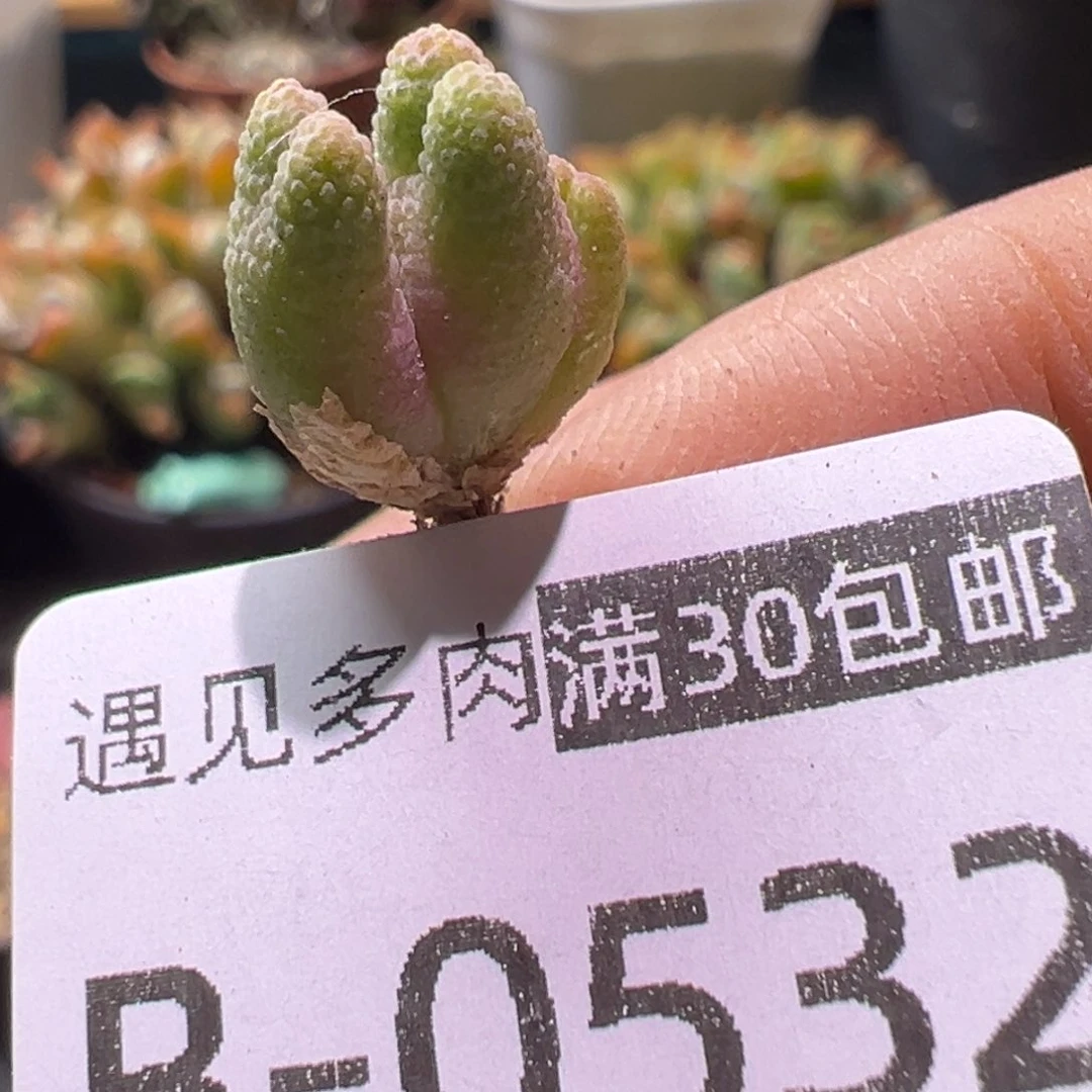 多肉植物111111111111111