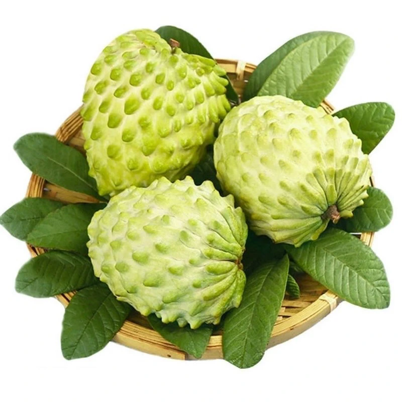 （需催熟放软吃）释迦，每箱4个净2-2.3斤，海南