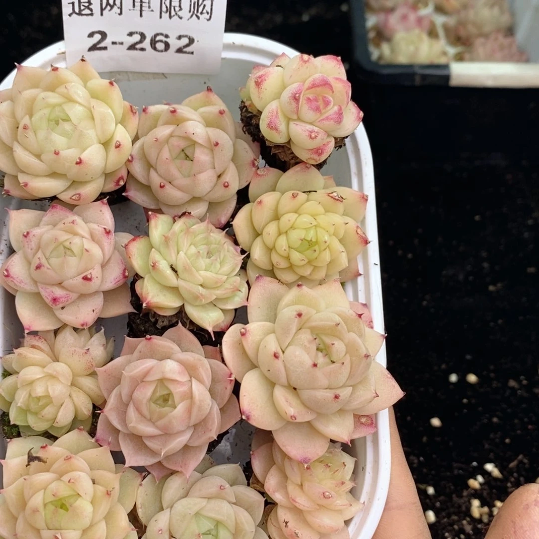 2-262 新疆西藏内蒙不发其他一单包邮两到三公分多肉