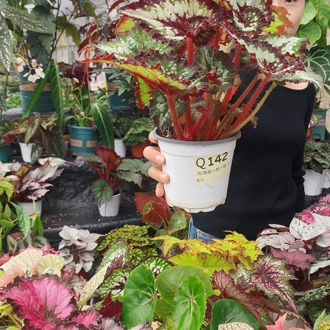 不开花植物甜*秋海棠142