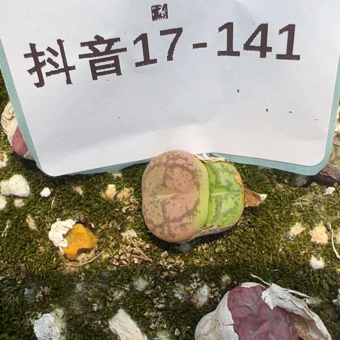17-141肉锥多肉植物