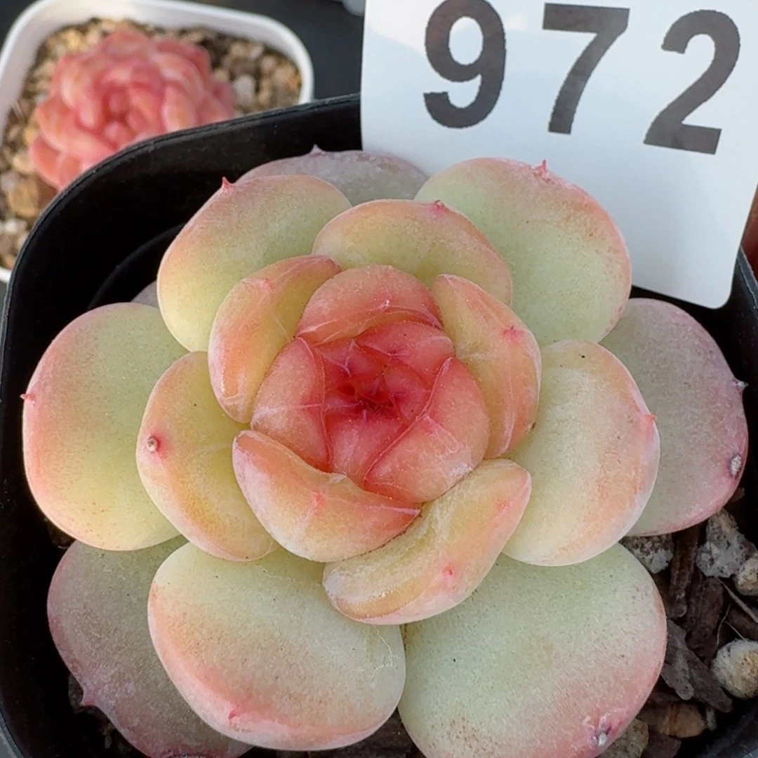 甜美珍妮         多肉植物