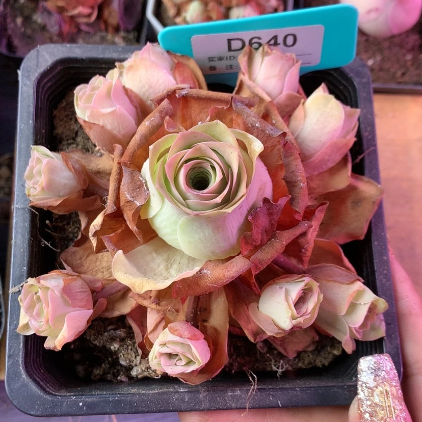 【闪购商品】H***期清秋640