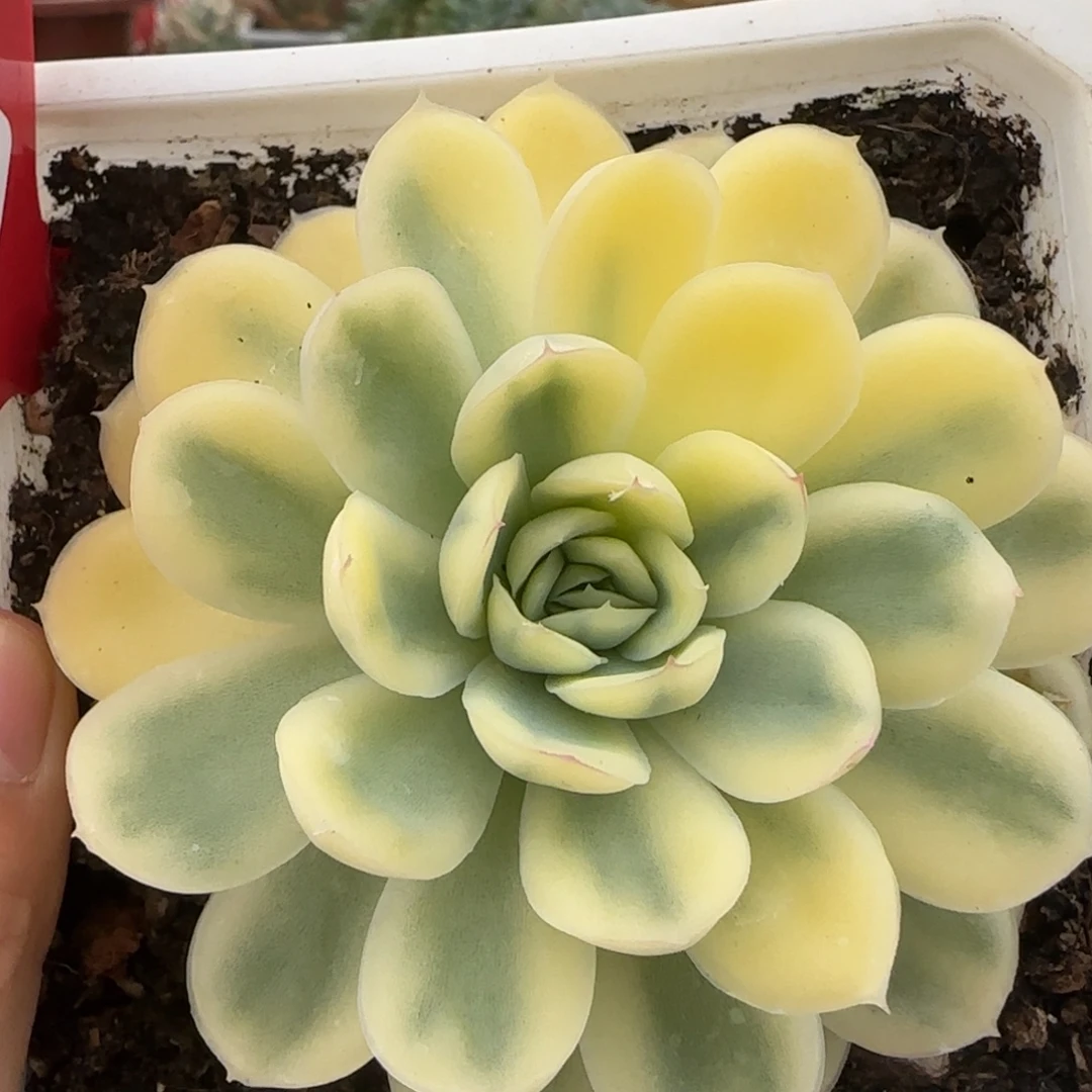 110草莓冰锦多肉植物