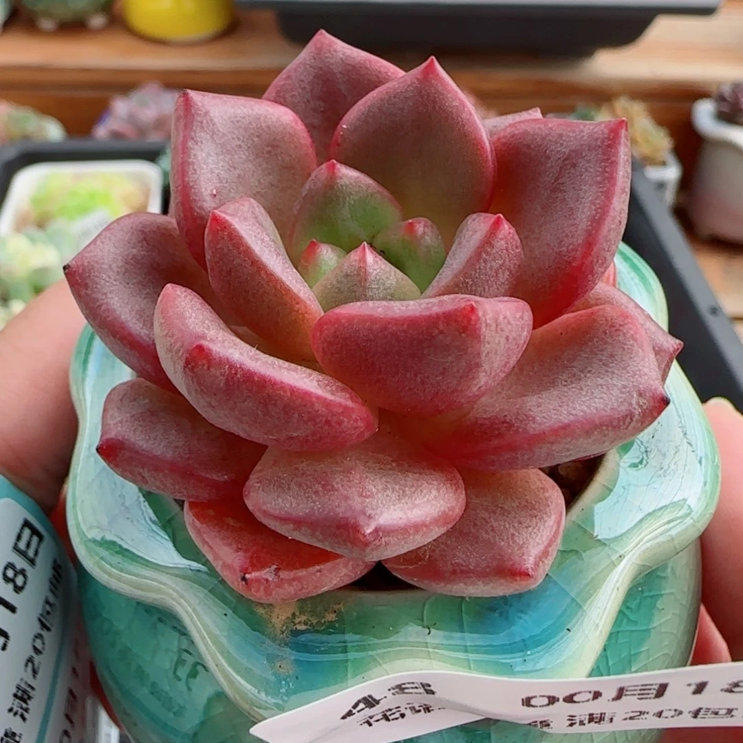花语逸镜0018-48带盆土