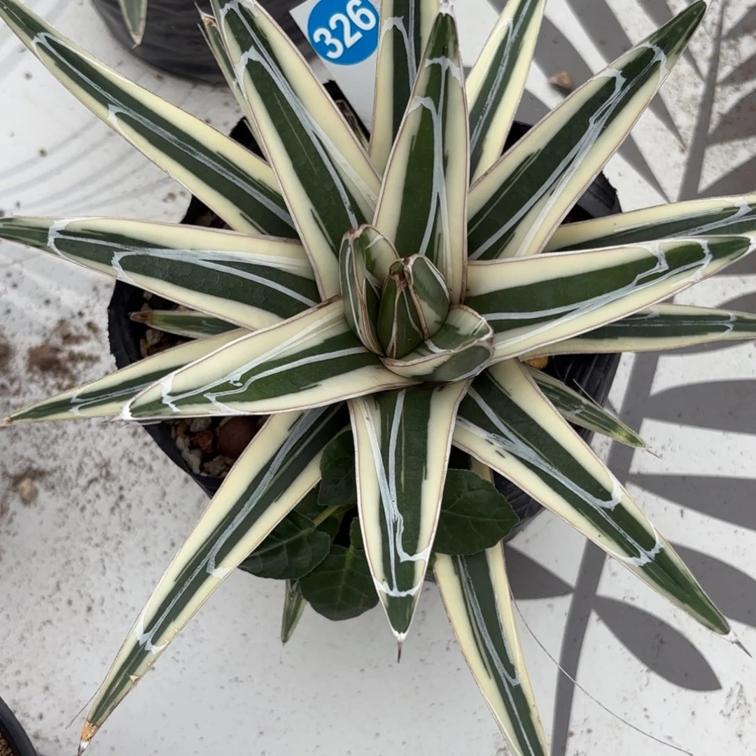 326龙舌兰冰山脱土发货