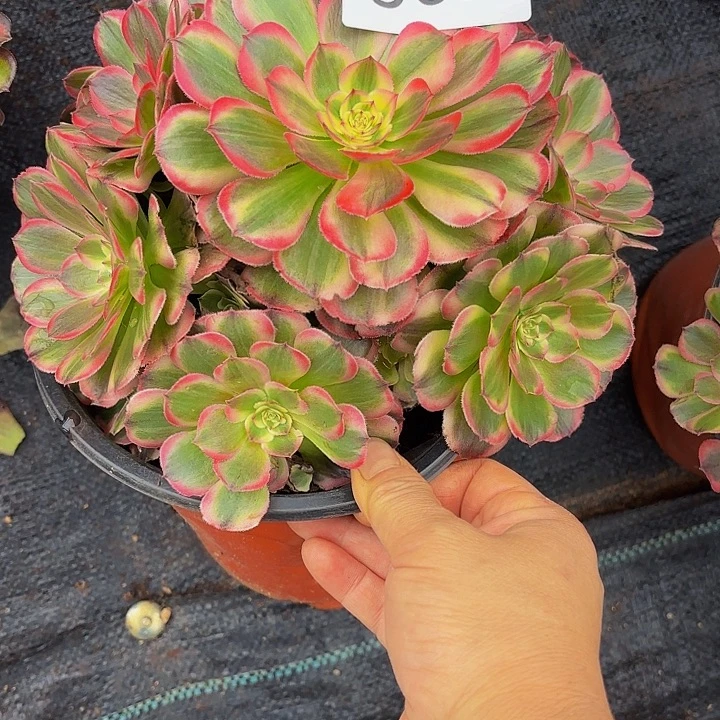 多年来福利862点法师