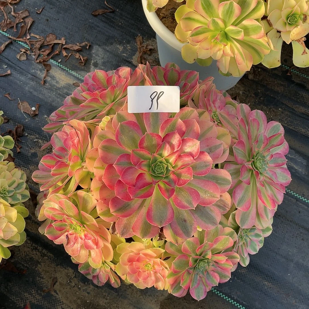 完全开放991111111111111111