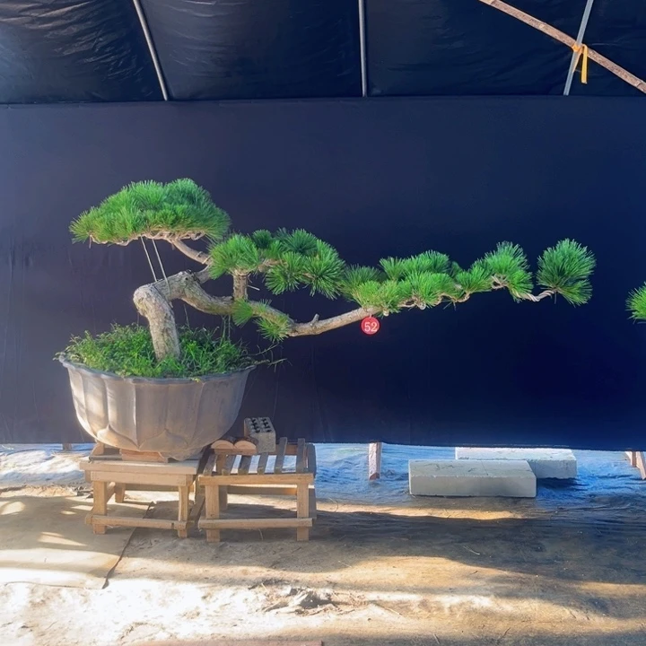 拼***搏无花朵黑松盆景庭院盆景