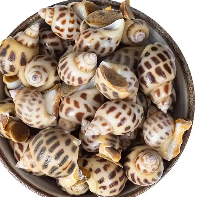 【鲜活花螺 500g】昆明小时到家 同城配送