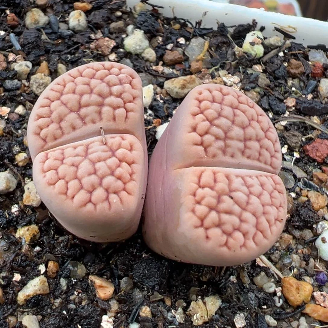 1.16好看的多肉182