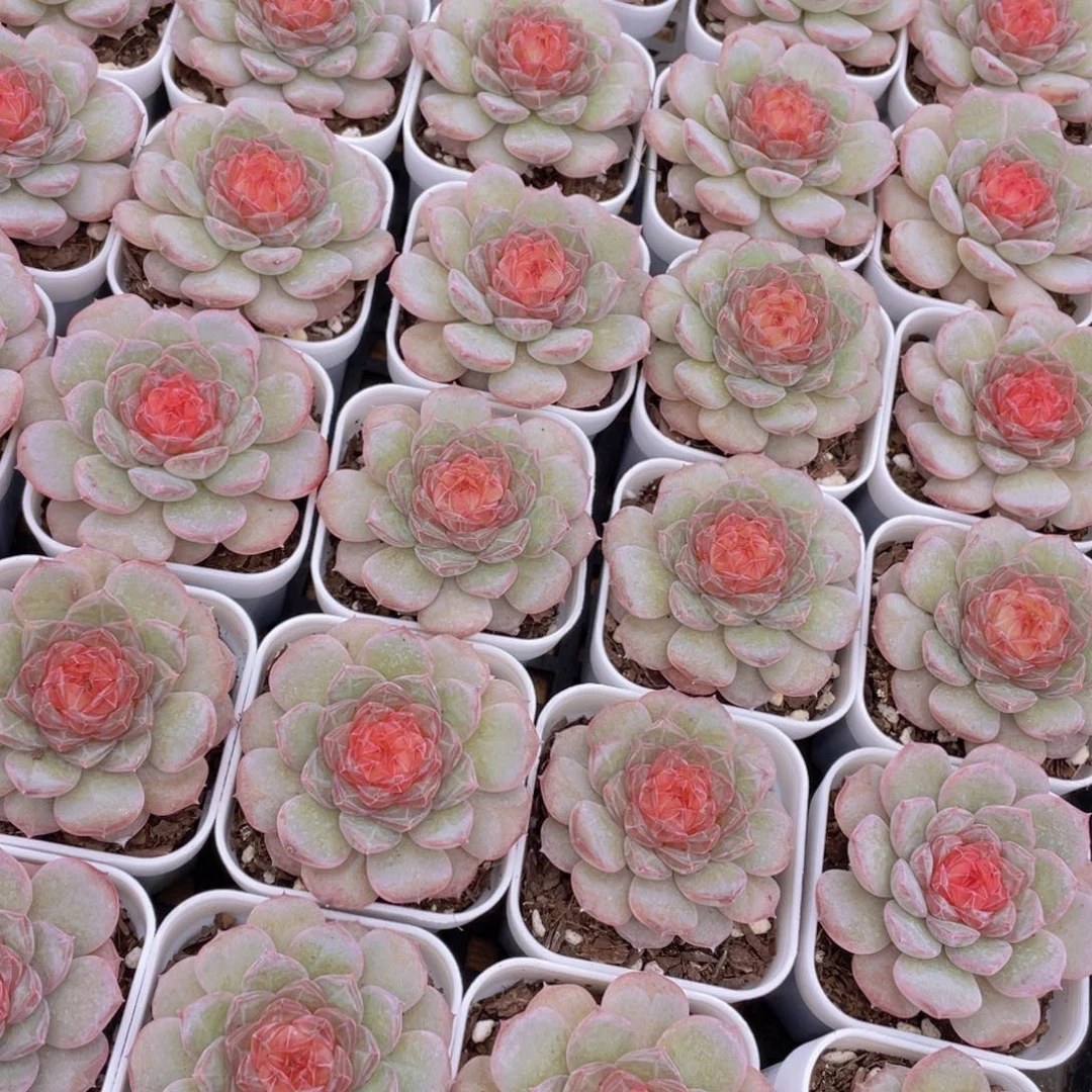 量拍1号 青盏珍妮单头一个