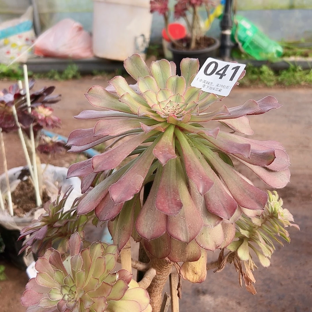 铜壶蕾丝多肉植物041
