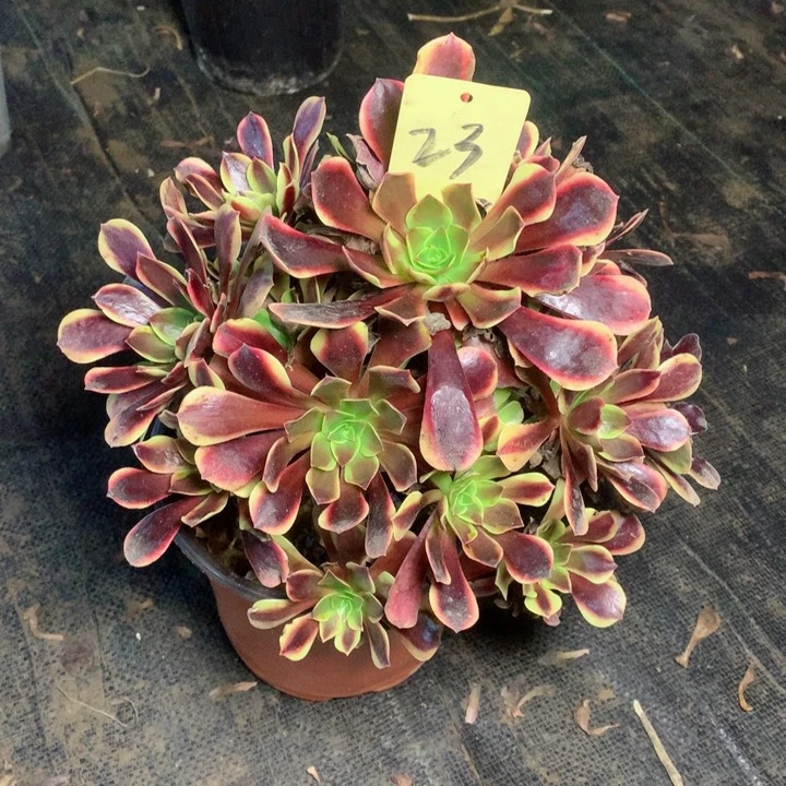 23欧佳丽多肉一物一拍