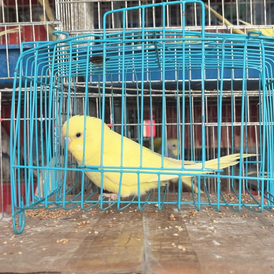 虎皮鹦鹉我的小姐姐