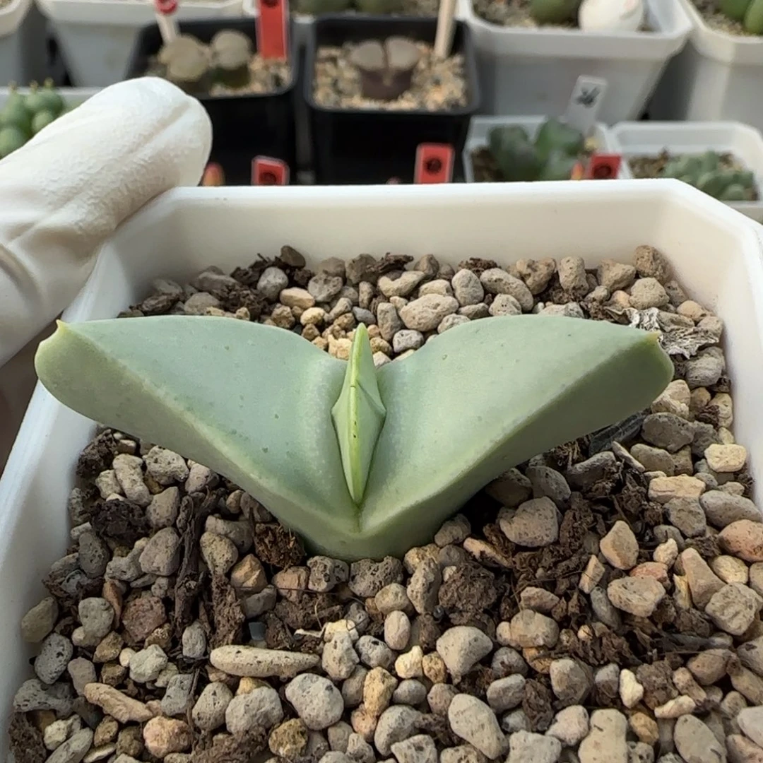 12-20-3-1当天满38包邮翼母本脱土