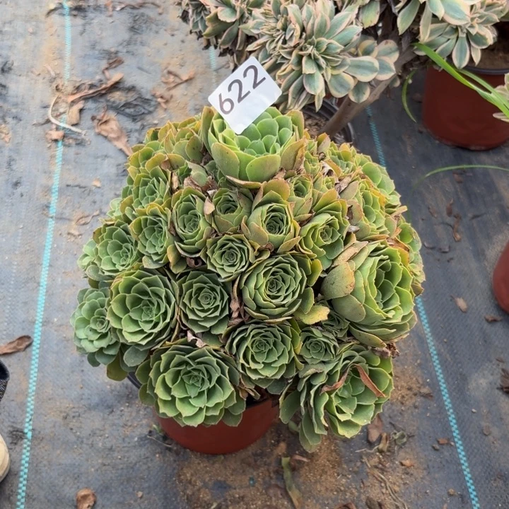 绿羊绒多肉植物不包损622