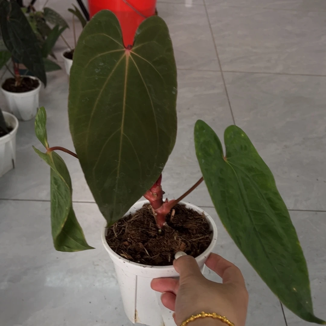 无花朵黑桃杂戴斯（7590）