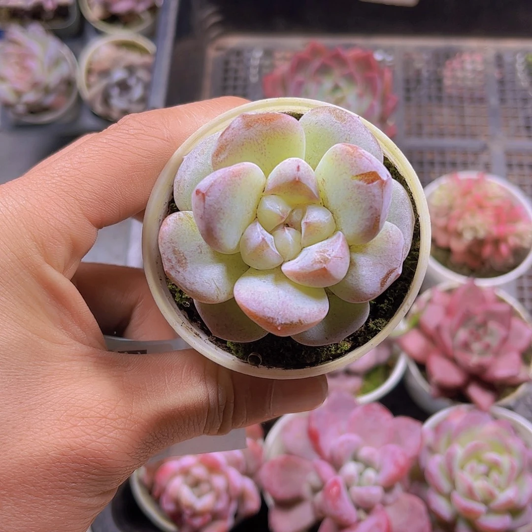 ?多肉组合一颗9.9