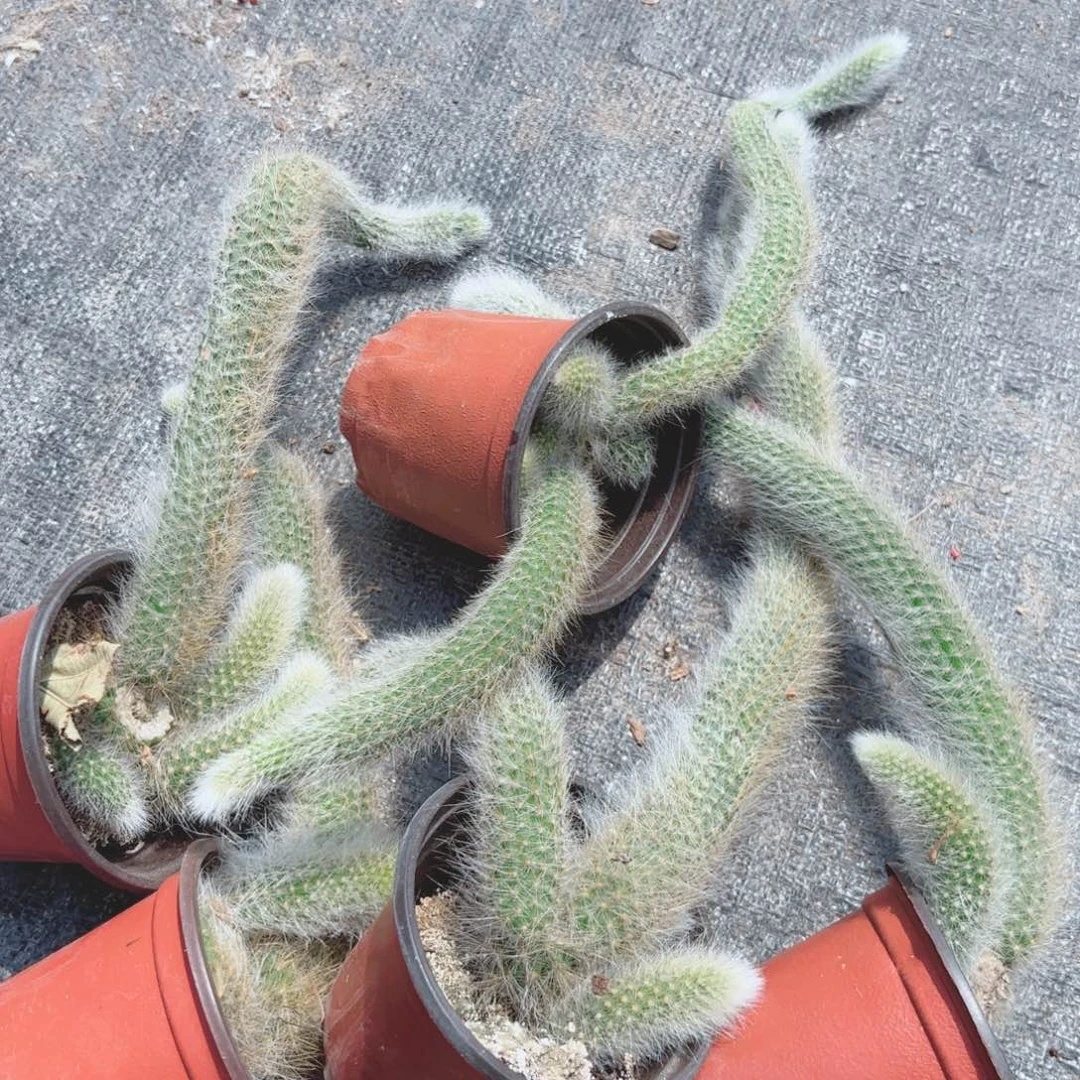 九尾狐五颗包邮包邮包邮包邮