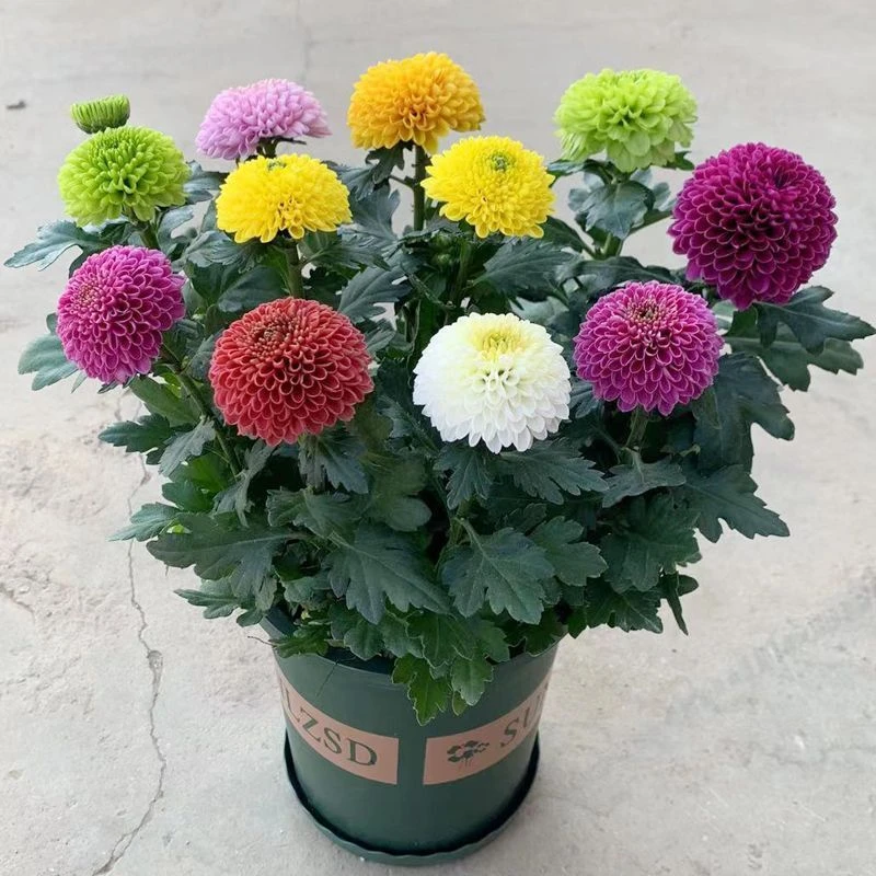 混色乒乓菊盆栽带花苞四季开花室内阳台庭院好养活七彩乒乓球菊花