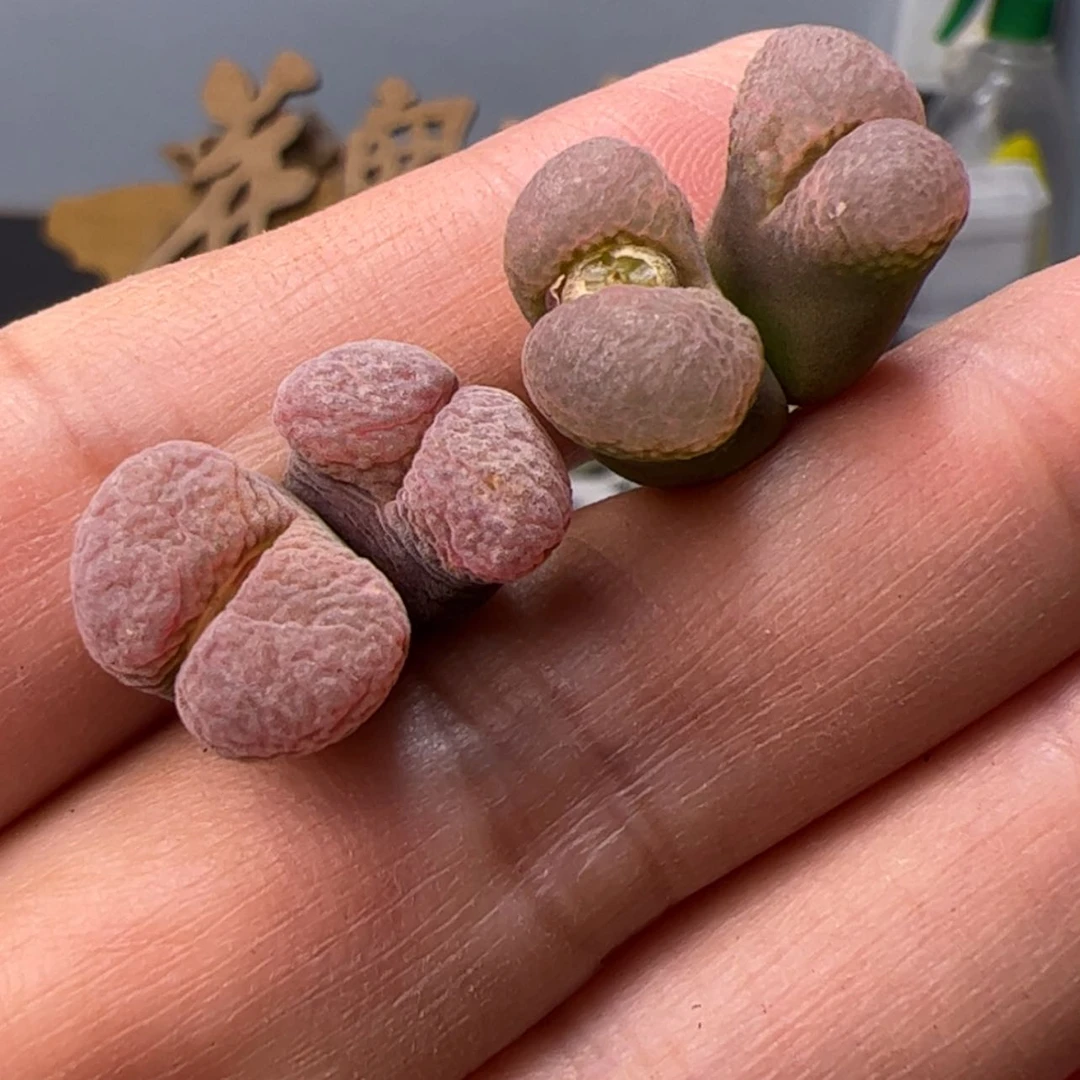 【闪购商品】0000000012