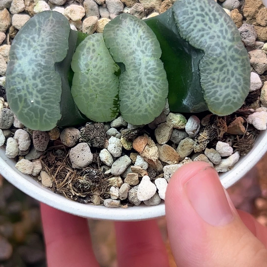 终极蓝玉扇十二卷多肉植物