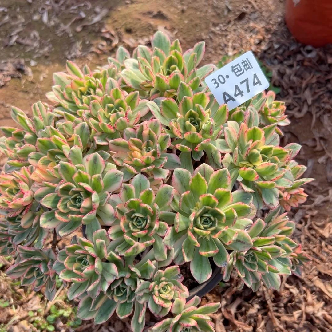 474 多肉法师不包侧枝