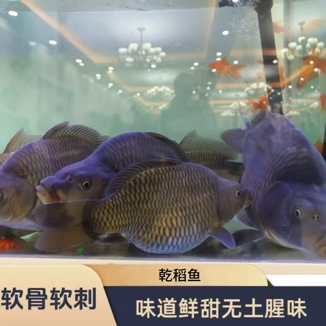 【两条 活鱼】乾稻鱼 来自乾隆年间的稻田鱼 软骨软刺 无腥味