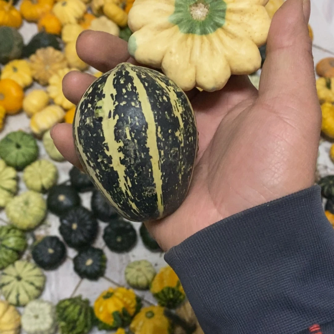 【闪购商品】李**来墨西哥七彩葫芦青皮葫芦