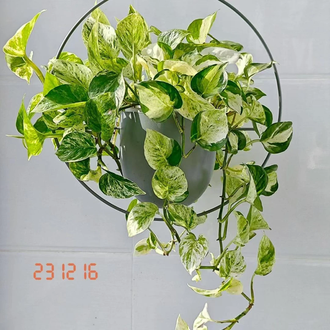 植物大理石女王室内观叶植物盆栽绿植花卉